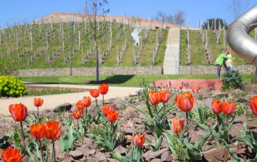 Tuplen am Weinberg © Tourist-Information